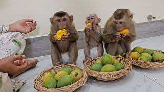 Special Gift, A Big Basket Of Mango From Rural Farmer For Adorable Trio Lory Joe & Jack