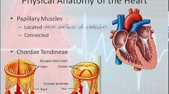 Basic Electrophysiology, part 1 - Mechanical Anatomy of the Heart, part 1