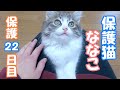 【保護猫】保護から22日目 お膝でまったりおしゃべりする子猫が可愛すぎました【子猫/捨て猫/迷い猫】