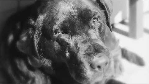 Duck 2016-17 Season Hayes Calls Pro Staff