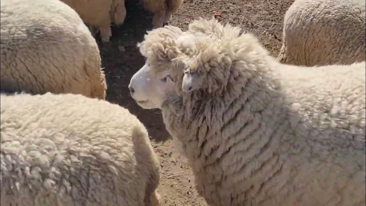 신기한 양울음 소리(the special sound of a sheep's cry) YouTube