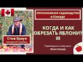 Когда и под каким углом делать обрезку веток у яблони? Канада