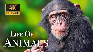 Life Of Animals In 4K - Amazing Wildlife Scenes | Scenic Relaxation Film