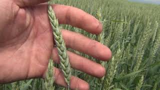 Алексеич озимая пшеница 7 июня 2021 год