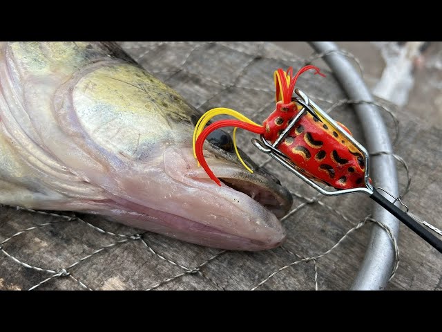 FISHING TOOL removes bait quickly and easily (FOR PREDATOR