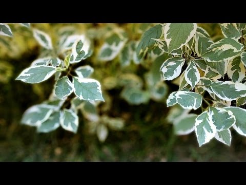 Video: Bunchberry Dogwood Plants - Bunchberry Zemin Örtüsü Nasıl Yetiştirilir