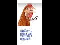 Airport tsa finds a gun stuffed in a chicken