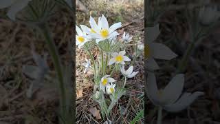 Прострел В Лесу - Весенний Цветок #Дача #Лес #Дачасад #Цветы #Длядачи #Garden #Flowers