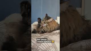 📢 Зачем - когда и так? ❤️ Кот Василий