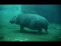 Most Amazing Hippo RUNNING, WALKING and SWIMMING Underwater