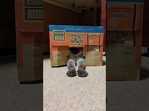 箱と一体化した猫