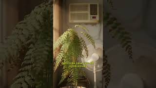 SUA SAMAMBAIA NÃO ESTÁ MORRENDO, ELA ESTÁ PEDINDO SOCORRO #plantas #samambaia