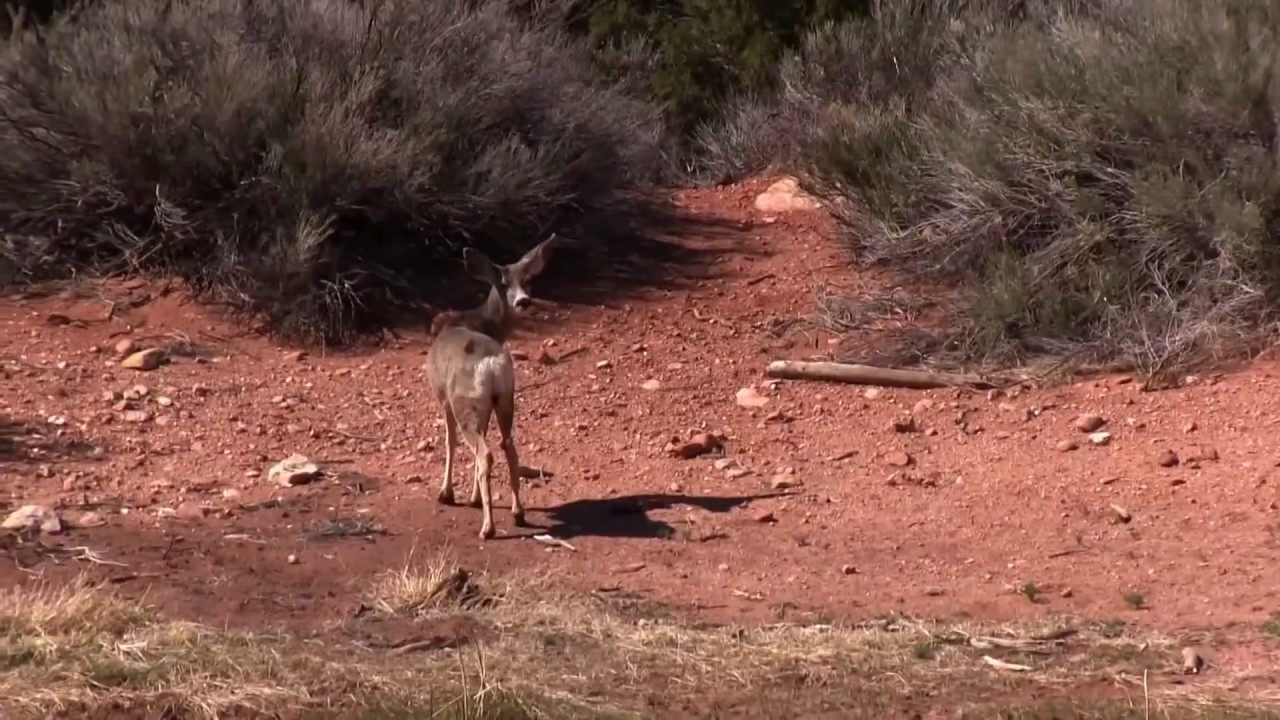 House Rock Valley Buffalo Ranch Revisited - YouTube