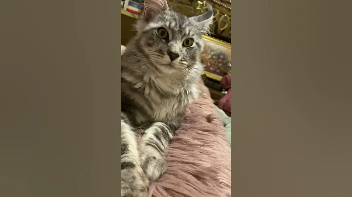 Video 11677151: mainecoon kitten catlover cats, mainecoon cat kitten kitty