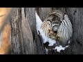 Barred Owl Hunting | Bird Photography w/ Sigma 100-400