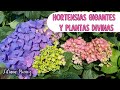 RECORRIDO por HORTENSIAS GIGANTES y PLANTAS DIVINAS/Liliana Muñoz