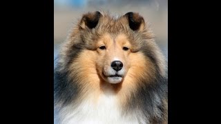 Candescent Shelties ear bracing method