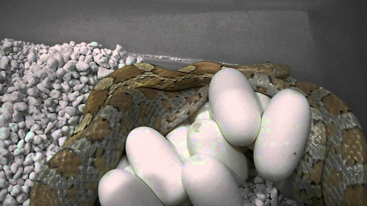 hatchling en francais Amber mystery clutch, 2012... corn snake with her 11 good eggs.