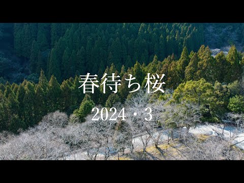 淡路島の四季と観光スポット　２０２４年３月２１日春待ちの桜　洲本市猪鼻より　　＃さくら　＃春待ち桜　＃淡路島　＃洲本市　＃猪鼻