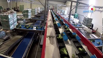 Aweta Broccoli Sorting Solution