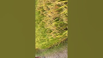 #snakeheadfishing #snakheadhunter #fishinglovers #fishingshorts #fishingvideos #frogfishing