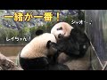 8/1双子パンダ1時間離れただけで寂しい…再会後はじゃれ合って嬉しそうgiantpanda @tokyo 上野動物園