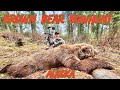 Massive brown bear coastal grizzly bowhunt alaska