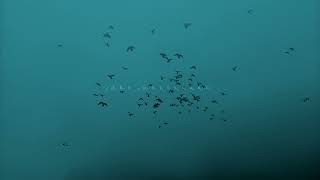 Max Richter - Never Goodbye (Space Sounds)