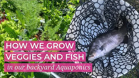How we grow fish and veggies in our backyard aka Aquaponics