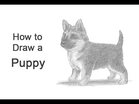 How to Draw a Puppy (German Shepherd)