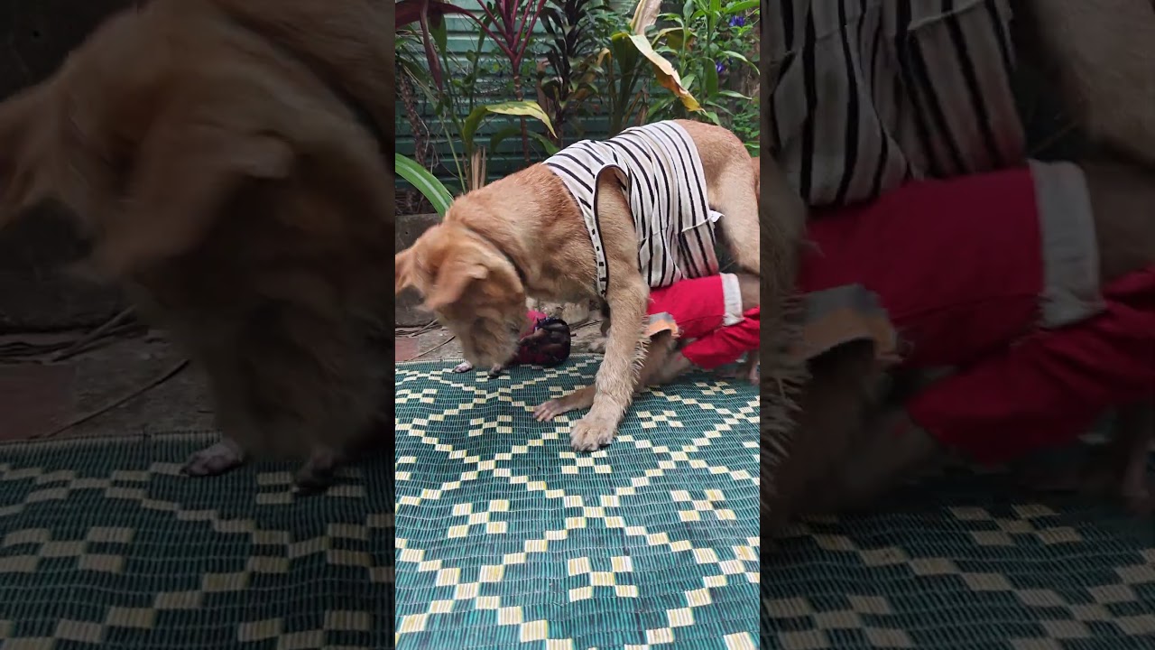 Cuteness Overload: Monkey Playing with Cute Pets 
