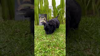 🐶🤎 Un Scottish Terrier que roba corazones en segundos