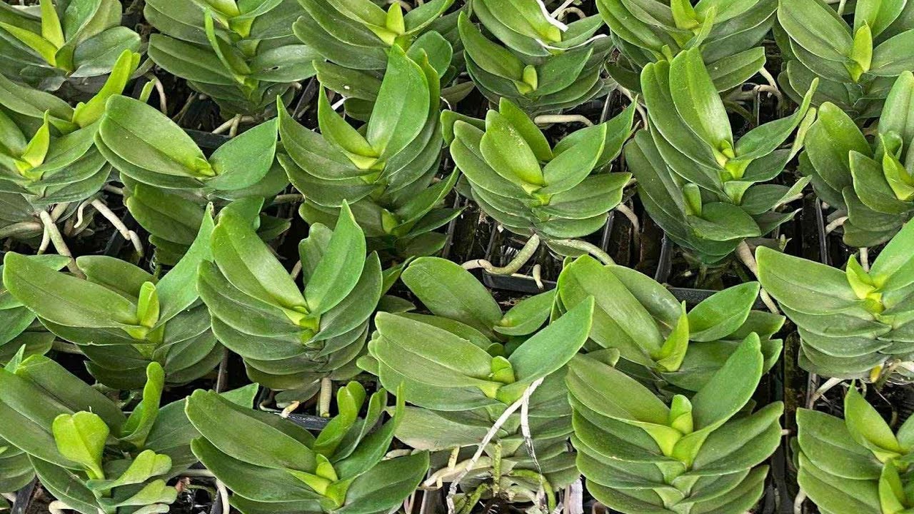 HOÀNG NHẠN 4N - NHẠN TRẮNG - NHẠN ALBA 0394547221  || PHONG LAN RỪNG