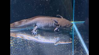 Exploring Exotic Pets in OKC | Hidden Gems Series
