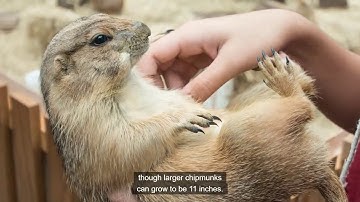 Grade 4 Unit 3 Week 2 Lesson 10