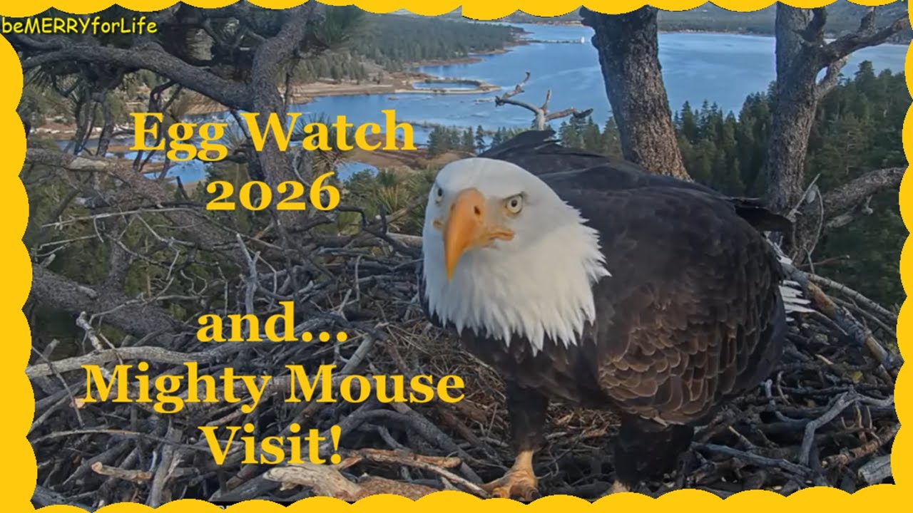 FOBBV Jackie & Shadow visit & work on their Nest in Big Bear🥚🐣 🦅PLUS - Mouse Invasion! *NOISY PARTS*