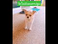 วัดไผ่ล้อมนครปฐม