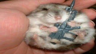 Reasons why hamsters are cute by Nexy 808 views 1 year ago 36 seconds