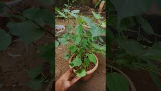 Arasamaram ma ipudi iruku yepaa ? shorts youtubeshorts bonsaitree bonsai jadebonsai satisfying