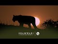 A day on shamwari private game reserve  a wildlife documentary
