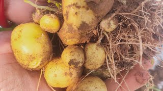 Result of growing potato in terrcae garden #shorts #minipotato #potatogrowninterrcaegarden