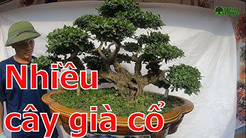 ✅Lô cây già cổ giới thiệu anh em mua sắm chơi tết✔️BShp(A Đại 0967828345)