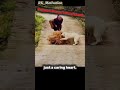 Support Doesn&rsquo;t Need Words 🤝🐕 #shorts #youtubeshorts