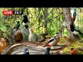 247 live cat tv birds for cats to watch in relaxing forest corner 4kr