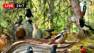 🔴24\/7 LIVE: Cat TV😺 BIRDS for Cats to Watch in Relaxing Forest Corner (4K HDR)