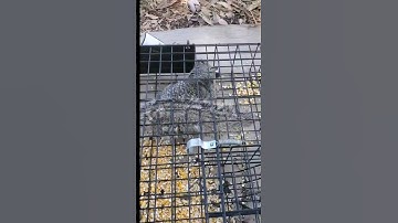 ELIMINATE ground squirrels humanely with the SQUIRRELINATOR! 🐿 #homesteading #trapping