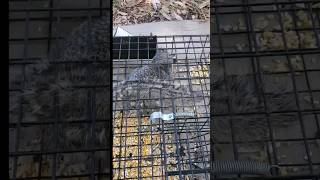 Eliminate Ground Squirrels Humanely With The Squirrelinator