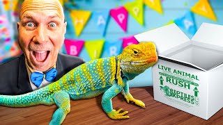 Surprise Lizards For My Birthday!