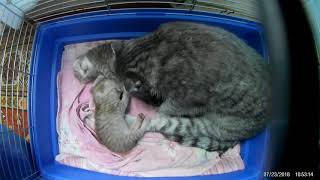 Шотландские котята . Шотландские котята .