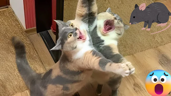 Video 10640541: kitten cat funny laugh, cat kitten dog animal, laugh kittens cute cats, hilarious cat kitten, pets funnycats